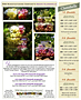 Grape Info Sheet